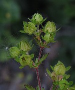 IMG_9287