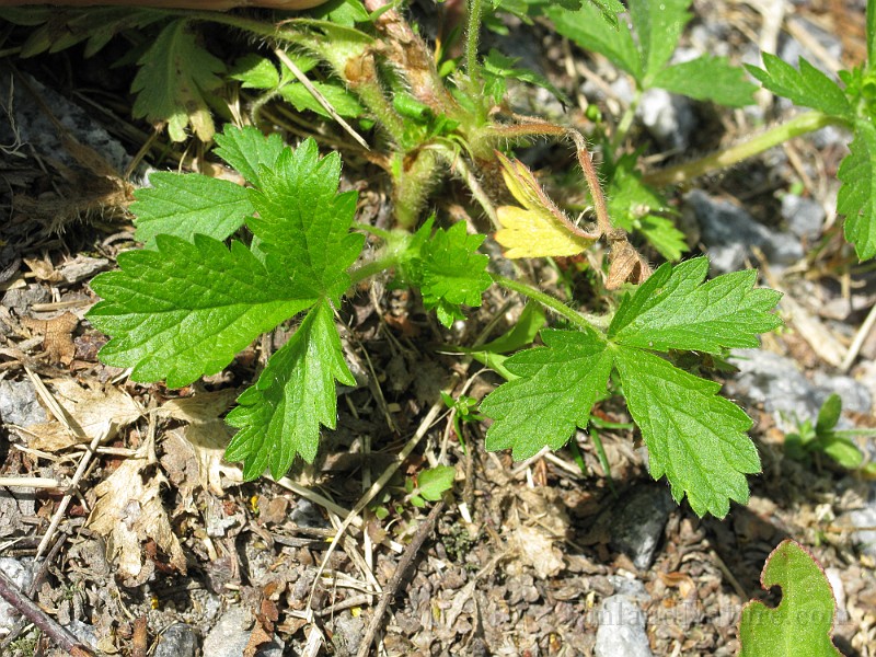 IMG_1616.jpg