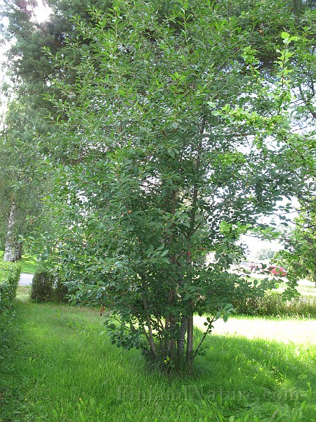 IMG_8014.JPG