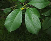 IMG_8008
