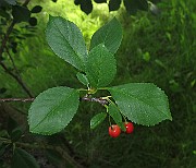 IMG_8010