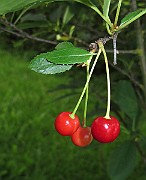 IMG_8012