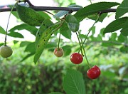 IMG_8013