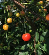 IMG_0121