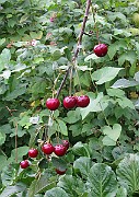 IMG_4983