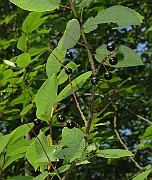 IMG_3361