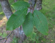 IMG_3923