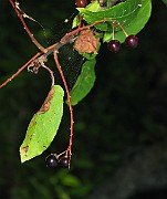 IMG_4294