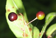 IMG_4295