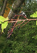 IMG_7117