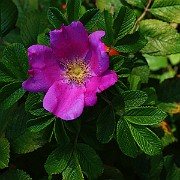 IMG_7037
