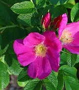 IMG_7039b