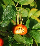 IMG_7042