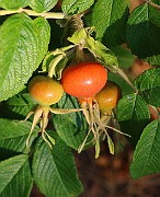 IMG_7044