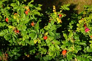 IMG_7045