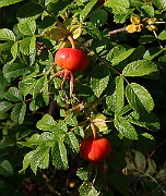 IMG_7049