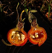 IMG_7093