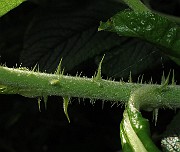 IMG_7816