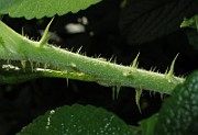 IMG_7817