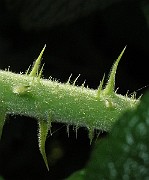IMG_7817b