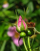 IMG_3266