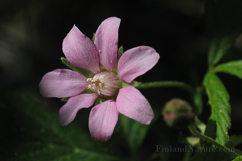 WildFlower11.jpg