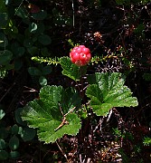 IMG_0103