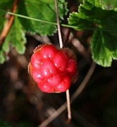 IMG_0105