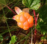 IMG_0147