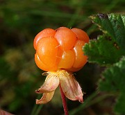 IMG_0148