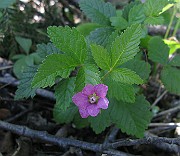 IMG_4136