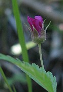 IMG_4138