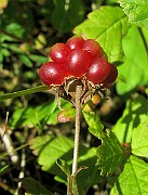 IMG_4158