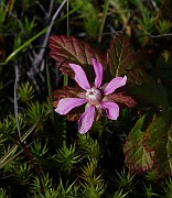 IMG_9798