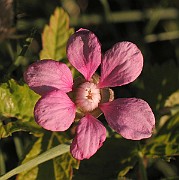Rubus_arcticus2
