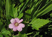 Rubus_arcticus3