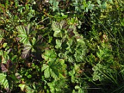 IMG_4070
