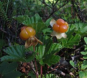 IMG_8198