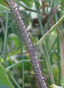 IMG_1633