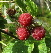 IMG_5550