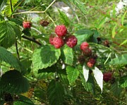 IMG_5551