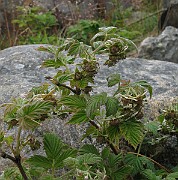 IMG_6748
