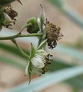IMG_6751