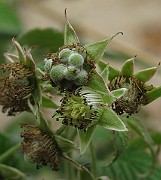 IMG_6753