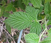 IMG_6754