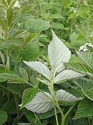 Rubus_idaeus3