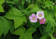 IMG_2637