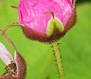 IMG_6549