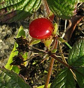 IMG_4377b