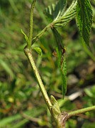IMG_4381